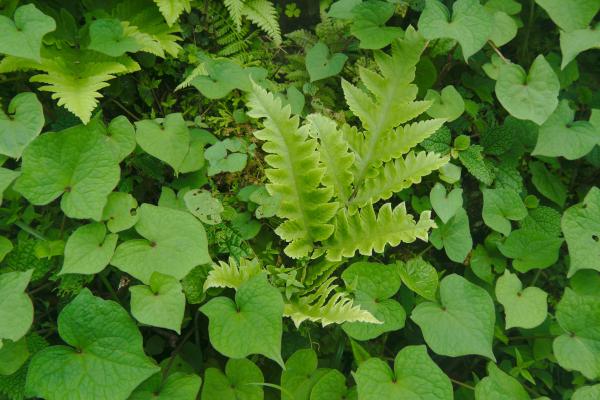Flore et Insectes