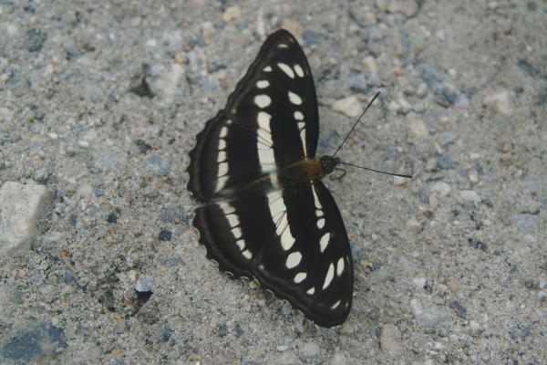Micro-faune