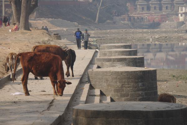 Pashupatinath